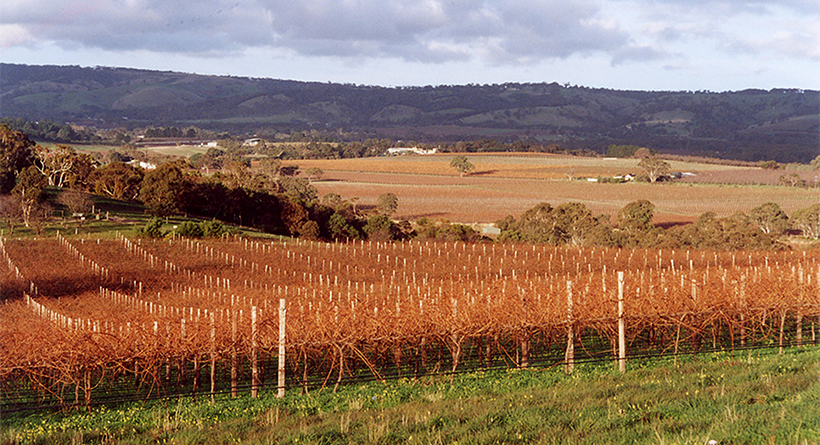 Chalkhill vineyard